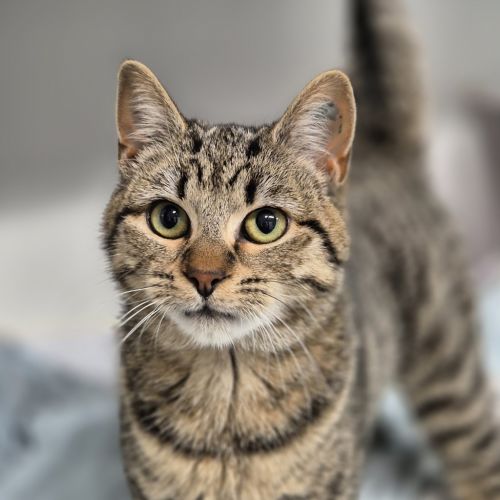 Cerise - Domestic Short Hair Cat
