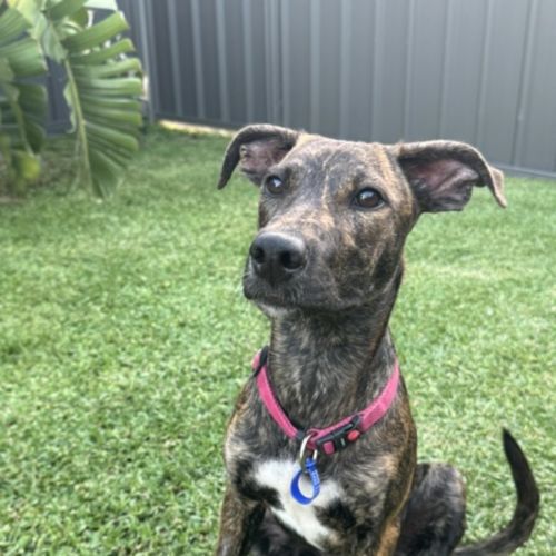 Remi - 5 Month Old Bull Arab X - Bull Arab x Australian Kelpie x Catahoula Leopard Dog