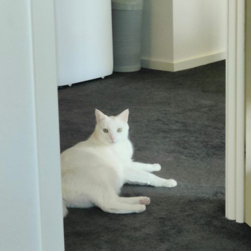 Barfi - Domestic Short Hair (DSH) Cat