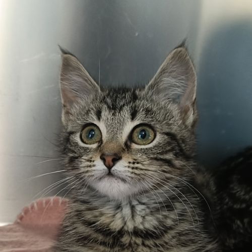 Ruben - Domestic Short Hair Cat