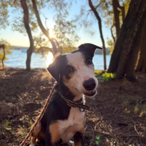 Ruby - Border Collie Dog
