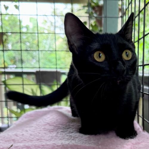Mercedes  - Domestic Short Hair (DSH) Cat