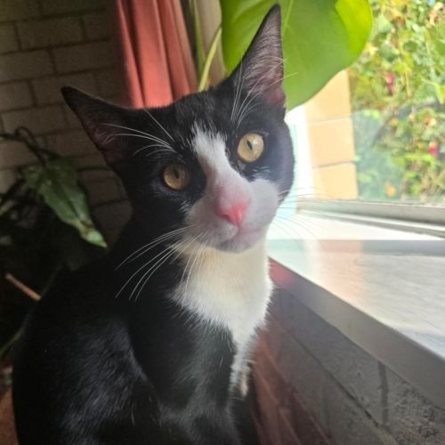 Jalapeno - Domestic Short Hair (DSH) Cat