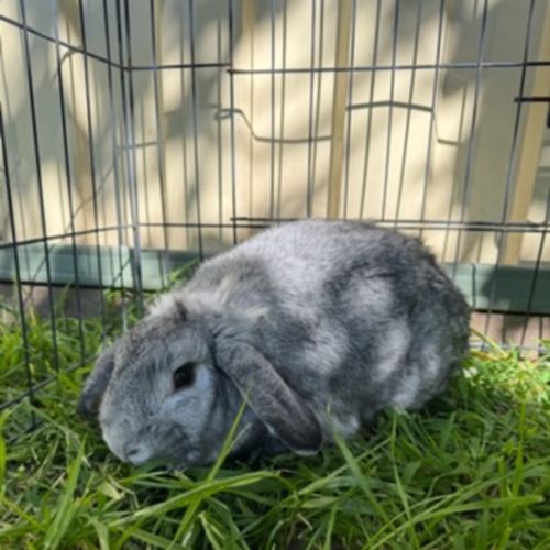 Stormy - Mini Lop Rabbit