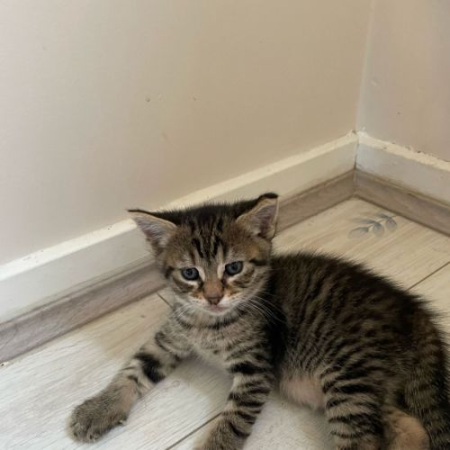 George (Weasley) of Harry Potter Fame - Domestic Short Hair (DSH) Cat