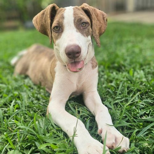 Poncho - Bull Arab Dog