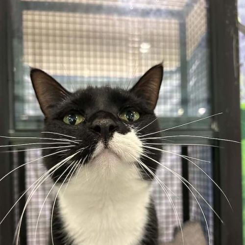Hercules - Domestic Short Hair (DSH) Cat
