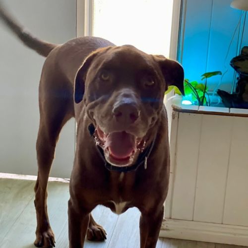 Kodiak - Mastiff Dog