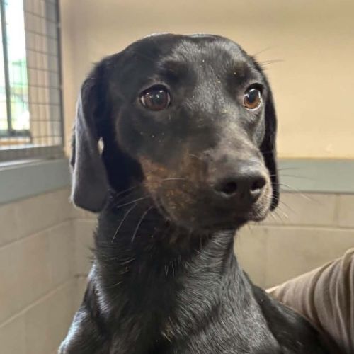 Stella - Dachshund Dog