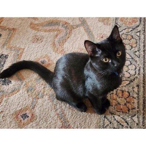 13312 - Moon - Domestic Short Hair (DSH) Cat