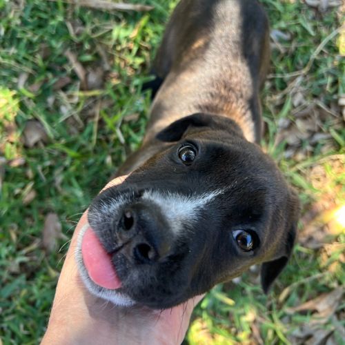 Mimosa - Mixed breed Dog