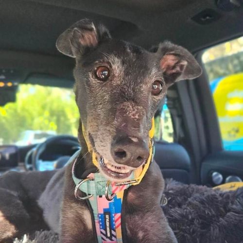 Jasper The Greyhound - Greyhound Dog