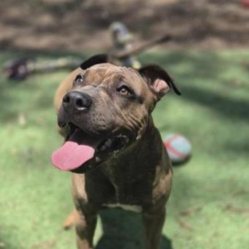 Macey - Shar Pei Dog