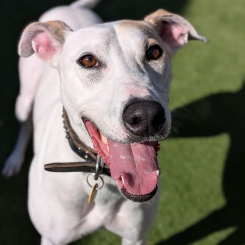 Ramen - Greyhound Dog