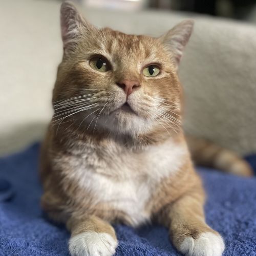 Trilogy (lt. Dan) - Domestic Short Hair Cat