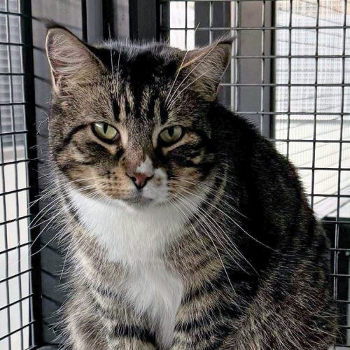 Crystal - Domestic Short Hair (DSH) Cat