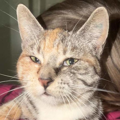 Spice - Domestic Short Hair (DSH) Cat