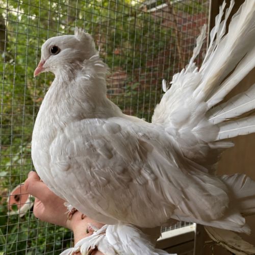 Fanny -  Bird