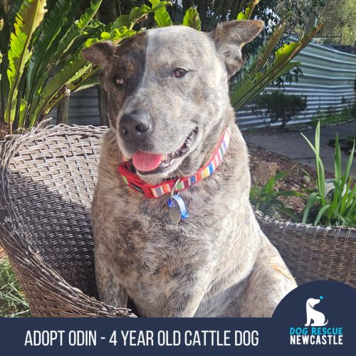 Odin - 4 Year Old Cattle Dog - Australian Cattle Dog