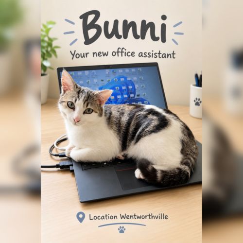 Bunni - Domestic Short Hair (DSH) Cat