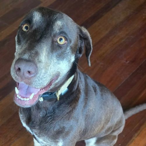 Mackenzie - Pointer Dog