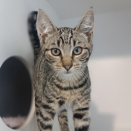 Brooke - Domestic Short Hair Cat