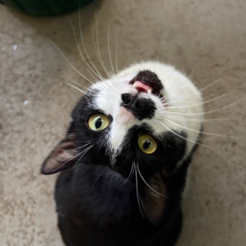 Fishcake - Domestic Short Hair (DSH) Cat