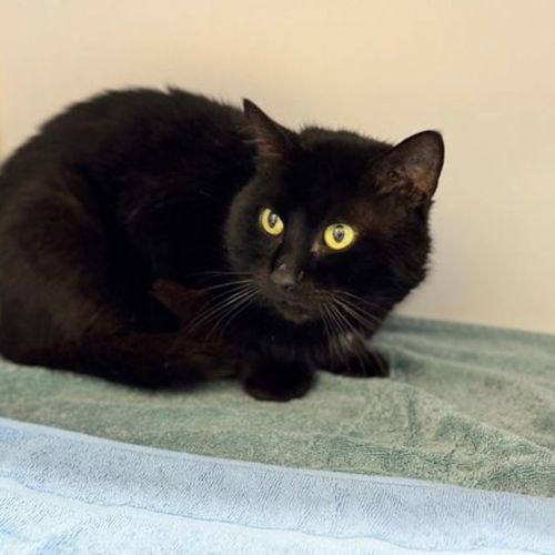 Patrick - Domestic Medium Hair Cat