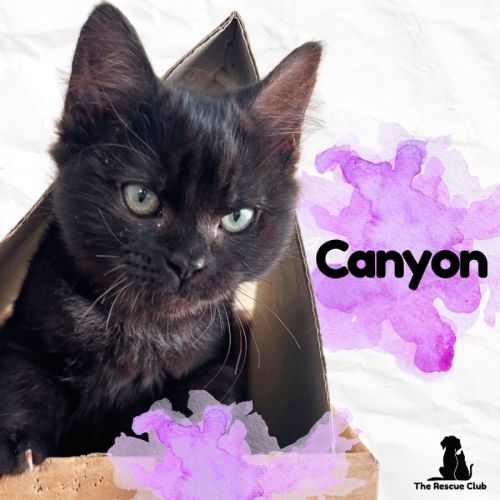 😎Canyon😎 - Domestic Short Hair (DSH) Cat