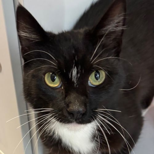 Tux - Domestic Short Hair Cat