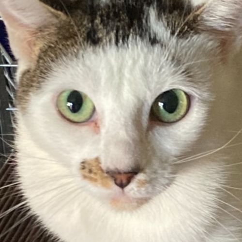 Lizzie 🌹 - Domestic Short Hair (DSH) Cat