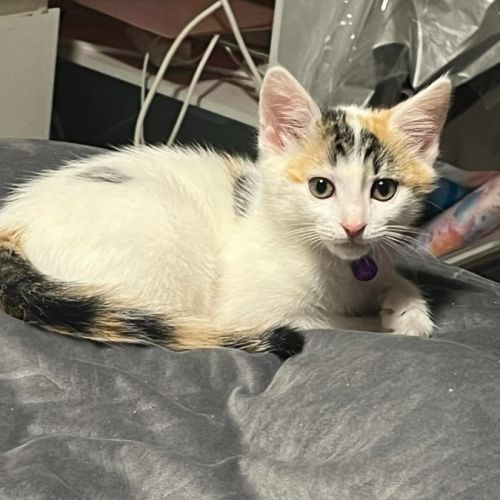 Chilli - Domestic Short Hair (DSH) Cat
