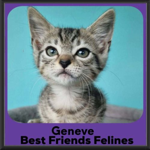 Geneve  - Domestic Short Hair (DSH) Cat