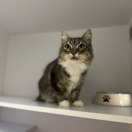 Mishka - Domestic Medium Hair Cat