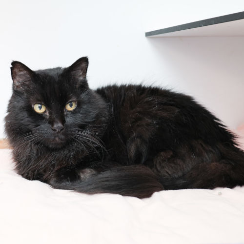 Yoru - Domestic Medium Hair Cat