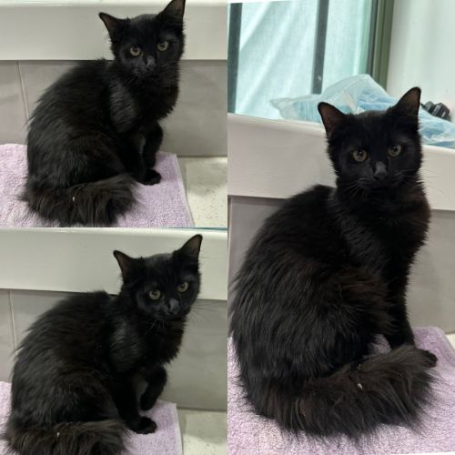 Panda - Domestic Medium Hair (DMH) Cat