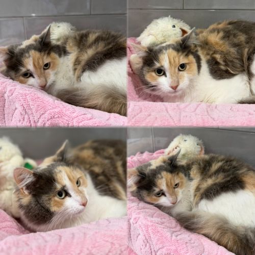Ophelia - Domestic Medium Hair (DMH) Cat