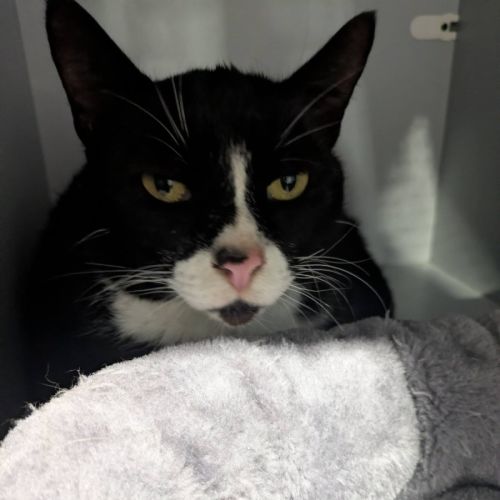 Kebab - Domestic Short Hair (DSH) Cat