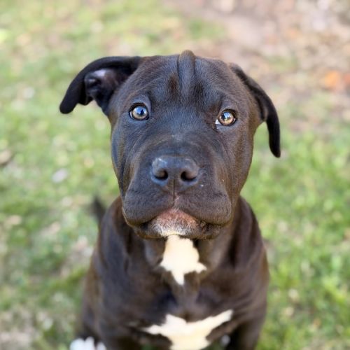 Moose  - American Staffordshire Terrier x Labrador Retriever Dog