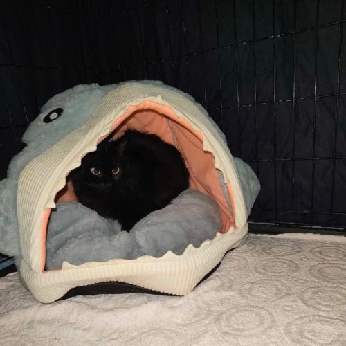 Cassiopeia - Domestic Short Hair (DSH) Cat