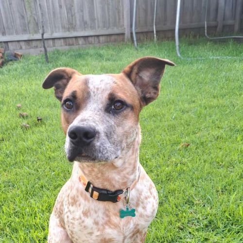 Harry - Australian Cattle Dog