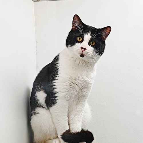Caspian - Domestic Short Hair (DSH) Cat