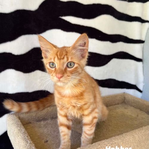 Hobbes - Domestic Short Hair (DSH) Cat