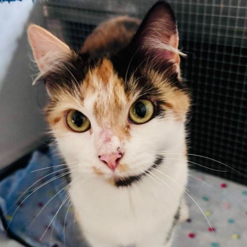 Allie - Domestic Short Hair (DSH) Cat