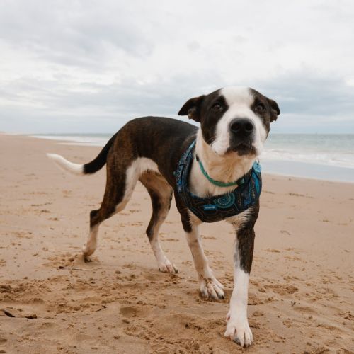Batman - Mixed breed Dog