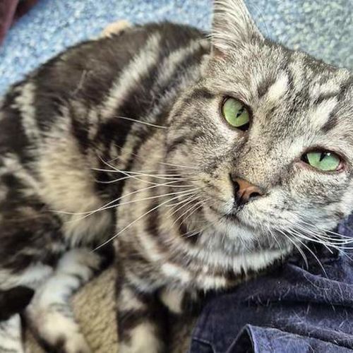 Leonardo - Domestic Short Hair (DSH) Cat