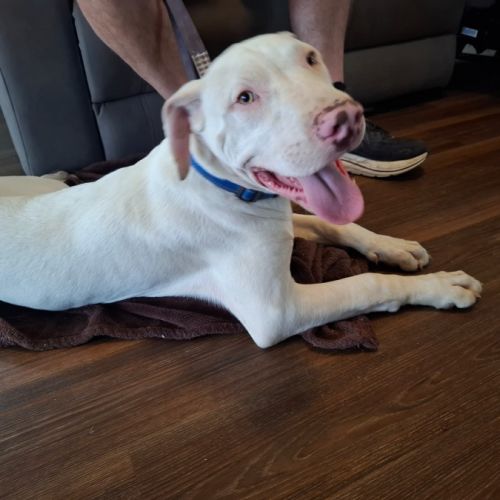 Billy - Great Dane x Bull Arab Dog
