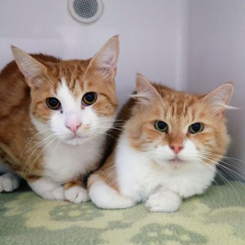 Arlo STA015222 & Mae STA015221 - Domestic Short Hair (DSH) Cat