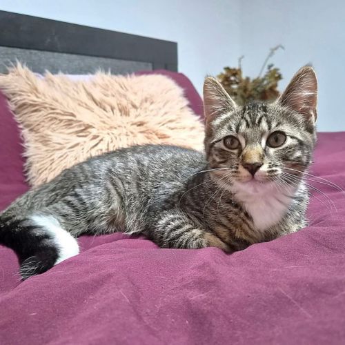 Raisen - Domestic Short Hair (DSH) Cat