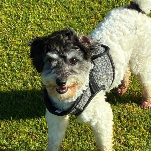 Rocco  - Maltese x Poodle (Toy) Dog